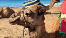 فوائد حليب الإبل