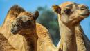 فوائد لحم الجمل