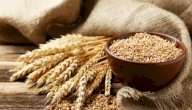 فوائد القمح الكامل للرجيم فوائد القمح الكامل للرجيم