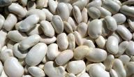 فوائد الفاصوليا البيضاء للكلى