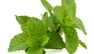 فوائد النعناع للمعدة