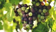 فوائد عصير العنب