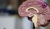 ما هو اختبار ارتجاج المخ