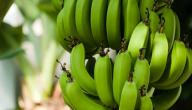هل يؤكل الموز الأخضر؟