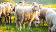 فوائد لحم الخروف