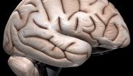 علاج ضمور المخ