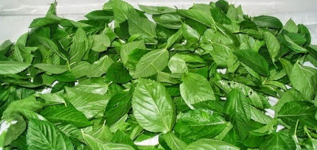 ما هى فوائد واضرار الملوخية