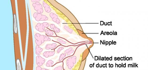 الزنك لعلاج هرمون الحليب
