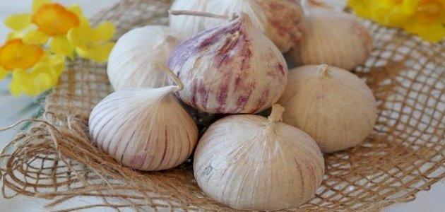 فوائد أكل الثوم على الريق للشعر