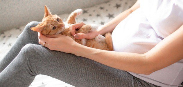 أعراض داء القطط