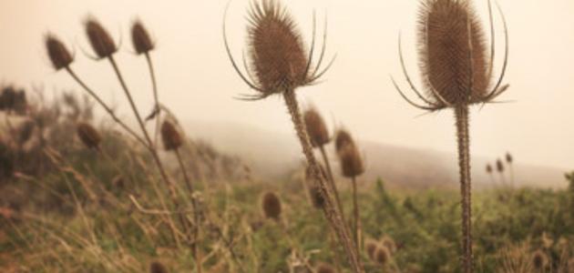 هل يسبب الوخز بشوك النباتات التهاب المفاصل؟