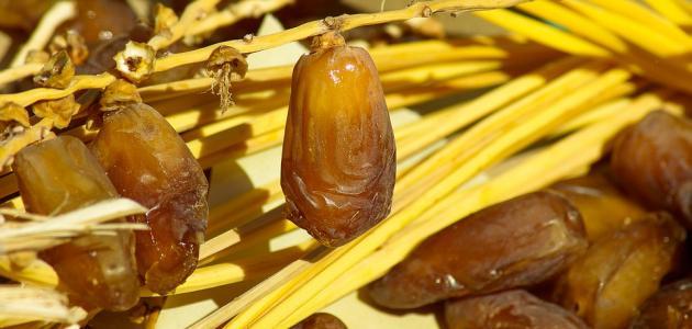 فوائد نواة البلح